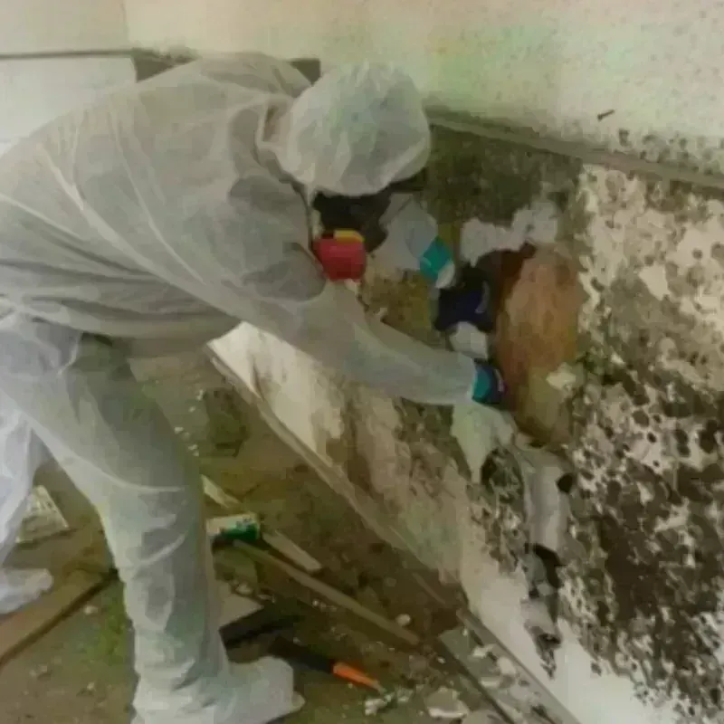 Mold Remediation and Removal in Simmesport, LA